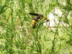 Scolia erythrocephala