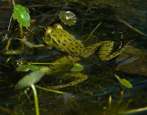 Chiricahua Leopard Frog
