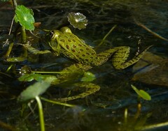 Chiricahua Leopard Frog photo 5