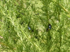 Scolia erythrocephala