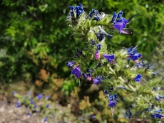 Echium vulgare