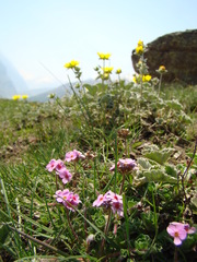 Androsace sempervivoides