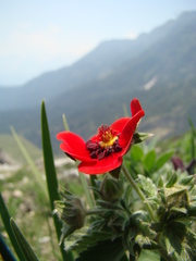 Potentilla atrosanguinea