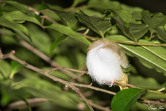 Zosterops simplex simplex