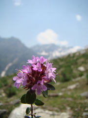Thymus linearis