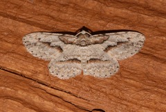 Iridopsis pergracilis
