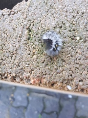 Lepidoptera