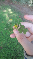 Oxalis corniculata