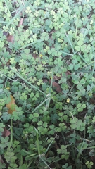 Oxalis corniculata