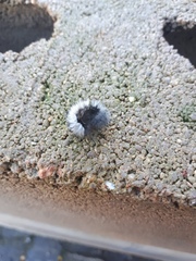 Lepidoptera