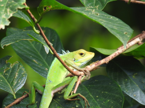 Marbled Crested Lizard