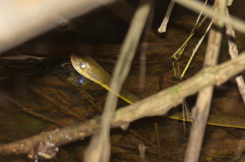 Boonsong's Keelback