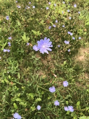 Cichorium intybus