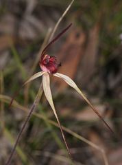 Caladenia concolor