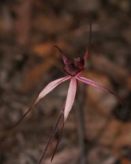 Caladenia concolor