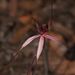 Crimson Spider-Orchid - Photo (c) Reiner Richter, some rights reserved (CC BY-NC-SA), uploaded by Reiner Richter