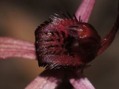 Caladenia concolor