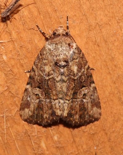 Exesa Midget Moth photo 5