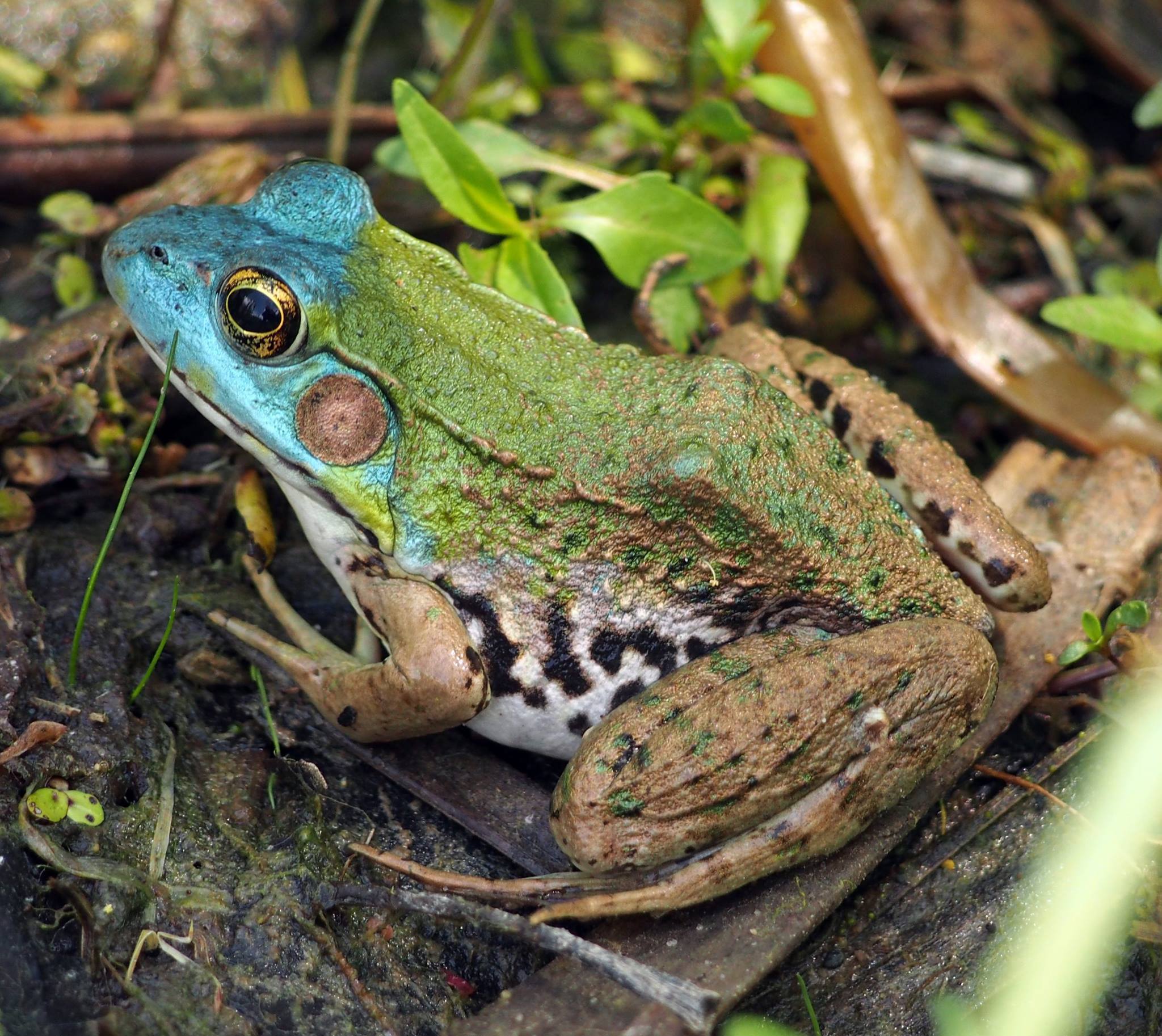 Frogs and Toads (Order Anura) · iNaturalist
