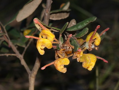 Grevillea chrysophaea
