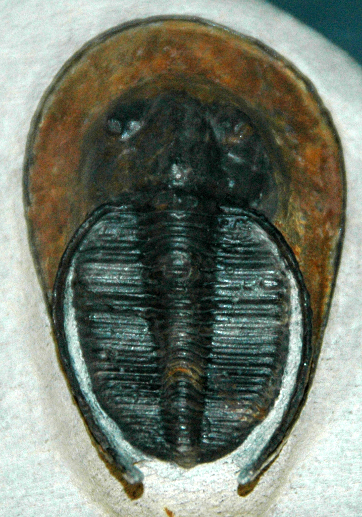 Harpetida