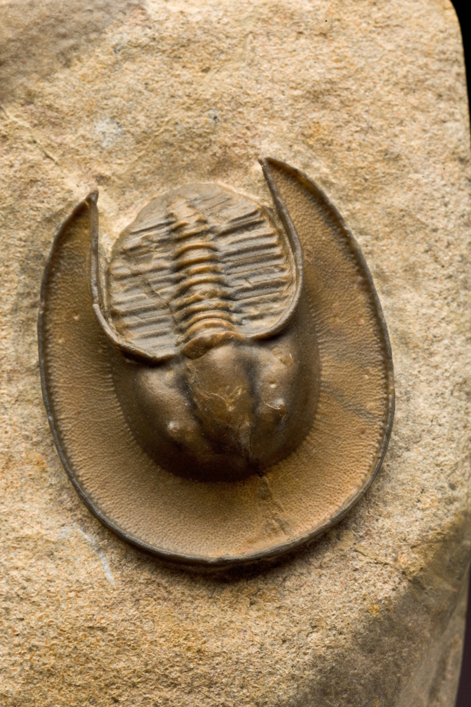 Harpetidae