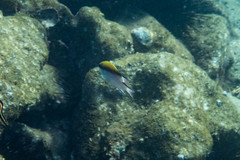 Chromis nitida