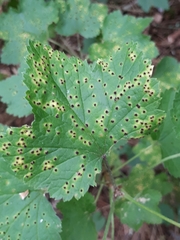 Puccinia ribis
