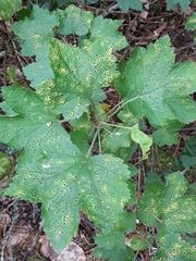 Puccinia ribis