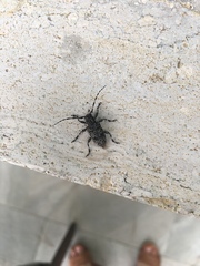 Aegomorphus clavipes