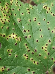 Puccinia ribis