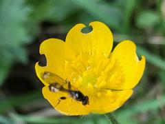 Sphegina