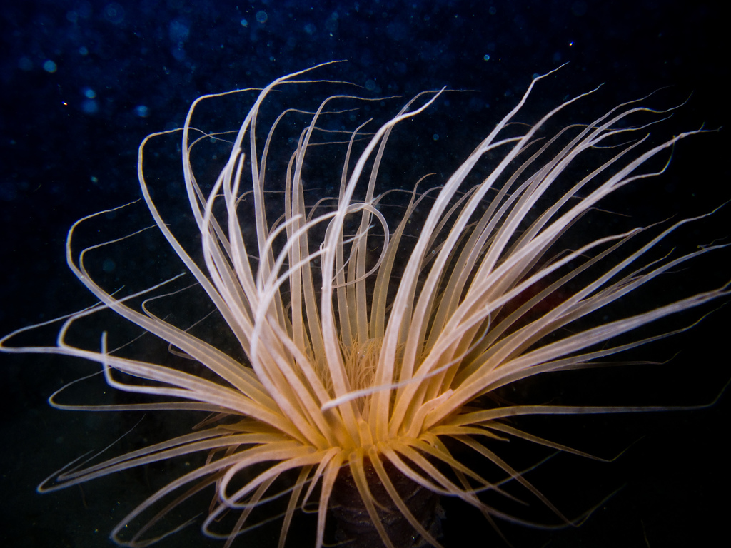 Frilly Tube Anemone
