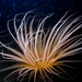 Tube-dwelling Anemones - Photo (c) Ken-ichi Ueda, some rights reserved (CC BY), uploaded by Ken-ichi Ueda
