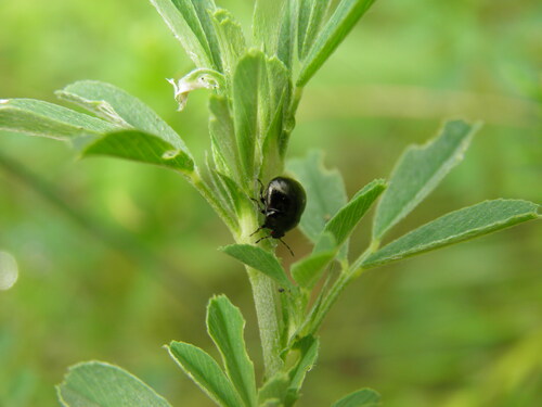 Dobilinė Kamuolblakė