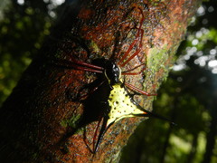 Micrathena schreibersi