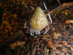 Eriophora nephiloides