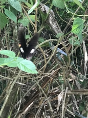 Papilio castor formosanus