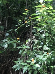 Papilio castor formosanus