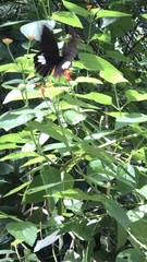 Papilio castor formosanus