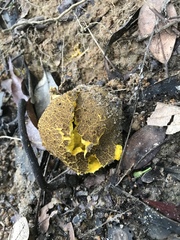 Scleroderma aurantium