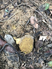 Scleroderma aurantium