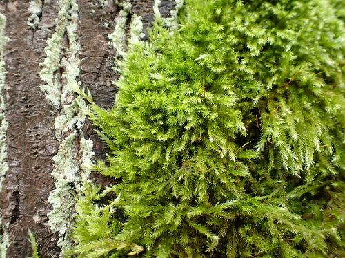 Image of Homalothecium fulgescens by no rights reserved