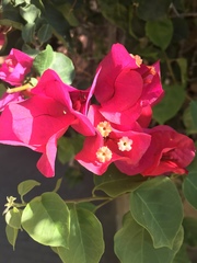 Bougainvillea