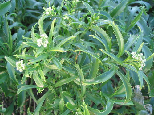 Kermadec Islands Scurvy Grass (Lepidium castellanum)