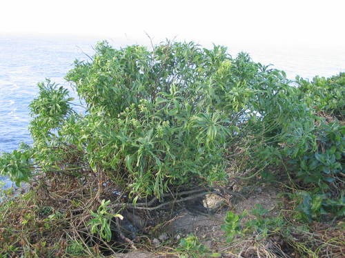 Image of Lepidium castellanum by (c) John Barkla, some rights reserved (CC BY)