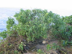 Lepidium castellanum