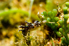Spurilla neapolitana