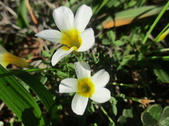 Oxalis tenella