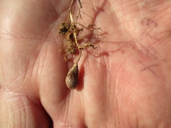 Oxalis tenella